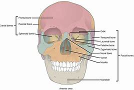 Image result for Skull Bone Texture