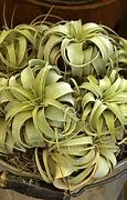Image result for Small Air Plants