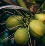 Image result for Coconut Size