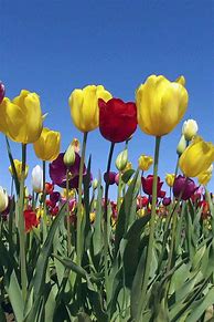 Image result for Animated Colorful Flowers