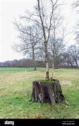 Image result for Tree Growing Out of Stump