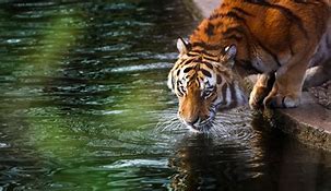 Image result for 4K Animal Photos