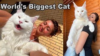Image result for Kefir World's Biggest Cat