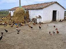 allevamento animali da cortile imparare con la geografia 21 l allevamento e il suo paesaggio allevamento animali da cortile imparare con la geografia 21 l allevamento e il suo paesaggio
