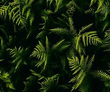 Image result for Plant Laptop Background