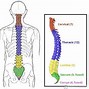 Image result for Spinal Cord in Vertebral Column