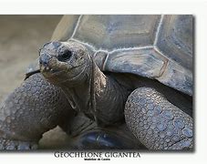 Image result for Geochelone gigantea