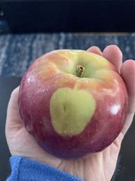 Image result for Apple with a Spot