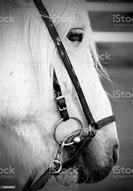 Image result for Horse Bridles and Bits