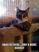Image result for Hang in There Kitty Meme