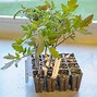 Image result for Tomato Grafting On a Tree