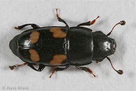 Image result for "sap-beetle"