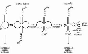 Image result for What Is a Hairpin Monomer