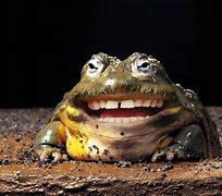 Image result for Funny Looking Toad