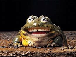 Image result for Frog and Toad Funny