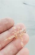 Image result for Japonica Amano Shrimp