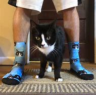 Image result for Cat Wrapped in Sock