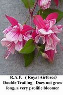 Image result for Fuchsia Royal Air Force