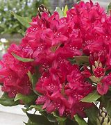 Image result for Rhododendron (C) Nova Zembla