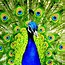 Image result for Peacock Screensaver