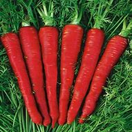 Image result for Indian Sweet Carrot Seeds
