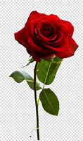 Image result for Rose Flower Without Background