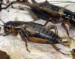 Image result for Cricket Reptile