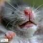 Image result for Hamster Teeth