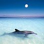 Image result for Dolphin Beach Wallpaper