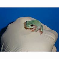 Image result for White's Tree Frog with Hat