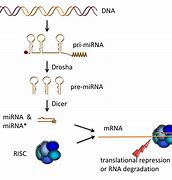 Image result for Mirna Structure