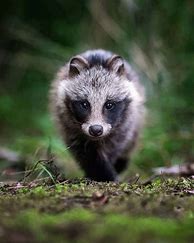 Image result for Animals in the Forest