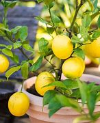 Image result for Tree with Small Yellow Fruit