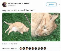 Image result for Cat OH Damn He Comin