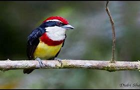 Image result for Capitonidae