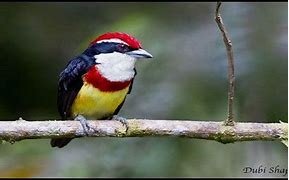 Image result for Capito Capitonidae
