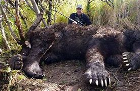 Image result for World's Largest Creature