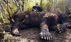 Image result for The Most Biggest Animal