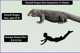 Image result for Megalania Compared to Komodo Dragon