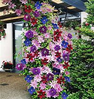 Image result for Perennial Climbing Flowers