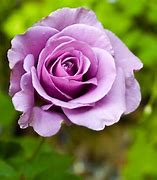 Image result for Purple Rose Flowers