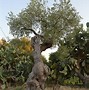 Image result for Green Olive Tree