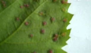 Image result for Grapevine Leaf Roll Disease