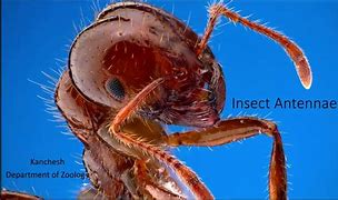 Image result for Ant with Antenna Pic