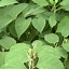 Image result for fallopia_japonica