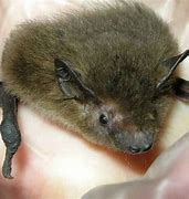 Image result for Nathusius's Pipistrelle