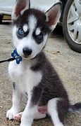 Image result for huskies dogs eyes color