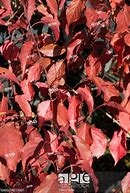 Image result for STACHYURUS CHIN. CELINA