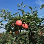 Image result for A Faraway an Apple Tree in Summer