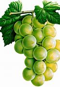 Image result for Green Grapes Transparent Background